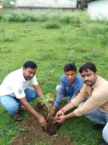 Tree Plantation 2017 – Tree Plantation 2017
