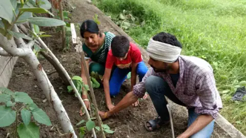 Tree Plantation 2017 – Tree Plantation 2017