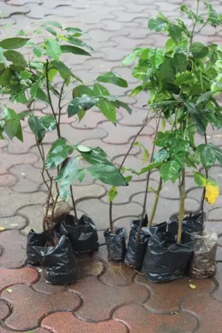 Tree Plantation 2018 – Tree Plantation 2018