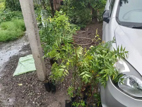 Tree Plantation 2019 – Ahmednagar