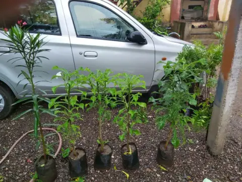 Tree Plantation 2019 – Ahmednagar