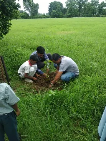 Tree Plantation 2019 – Babai