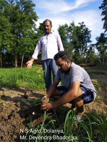 Tree Plantation 2019 – Babai