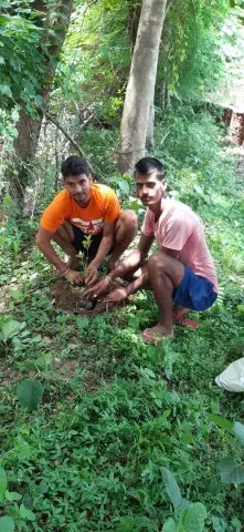 Tree Plantation 2019 – Bihar