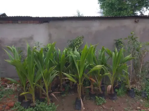 Tree Plantation 2019 – Harda