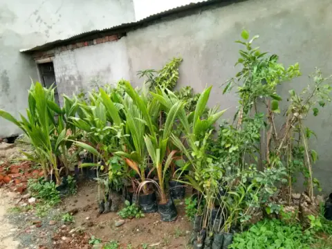 Tree Plantation 2019 – Harda