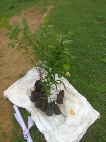 Tree Plantation 2019 – Harda