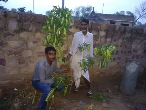 Tree Plantation 2019 – Jaipur
