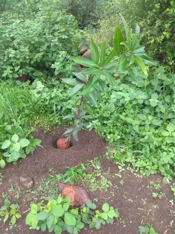 Tree Plantation 2019 – Latur