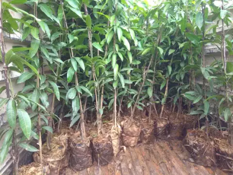 Tree Plantation 2019 – Latur