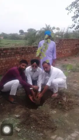 Tree Plantation 2019 – Punjab