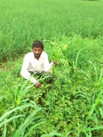 Tree Plantation 2019 – Punjab