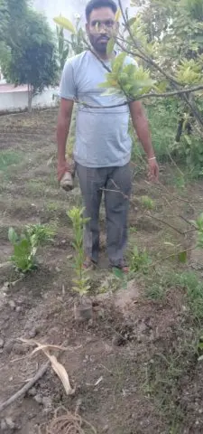 Tree Plantation 2019 – Punjab