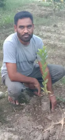 Tree Plantation 2019 – Punjab