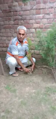 Tree Plantation 2019 – Punjab