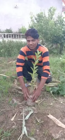 Tree Plantation 2019 – Punjab