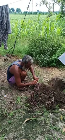 Tree Plantation 2019 – Punjab