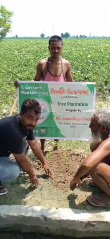 Tree Plantation 2019 – Punjab