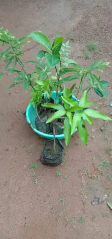 Tree Plantation 2019 – Rajim