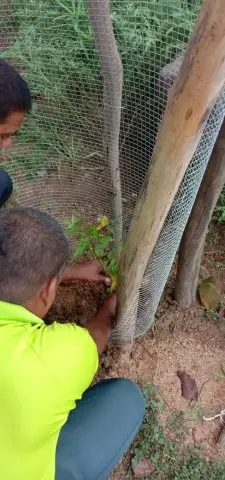 Tree Plantation 2019 – Rajim