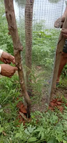 Tree Plantation 2019 – Rajim