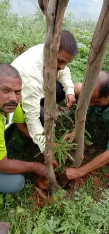 Tree Plantation 2019 – Rajim