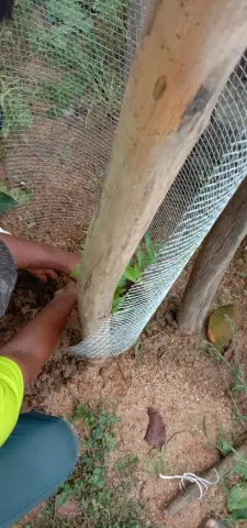 Tree Plantation 2019 – Rajim