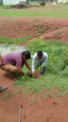 Tree Plantation 2019 – Sakti