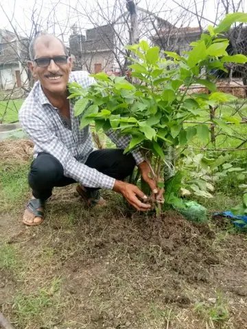 Tree Plantation 2019 – Shujalpur