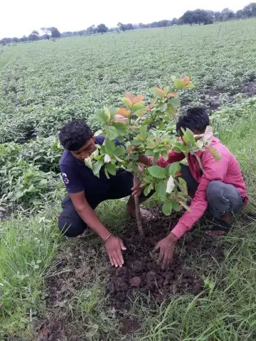 Tree Plantation 2019 – Shujalpur