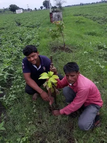 Tree Plantation 2019 – Shujalpur