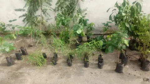 Tree Plantation 2019 – Ujjain