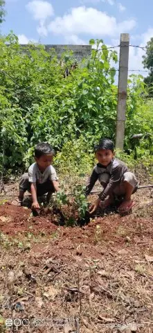 Tree Plantation 2020 – Factory & Research Farm