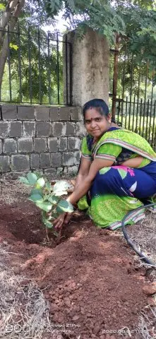 Tree Plantation 2020 – Factory & Research Farm