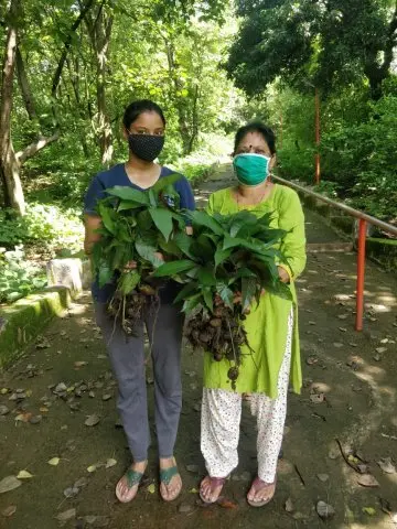 Tree Plantation 2020 – Head Office