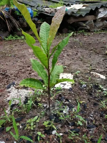 Tree Plantation 2020 – Head Office