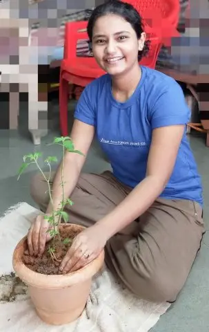 Tree Plantation 2020 – Head Office