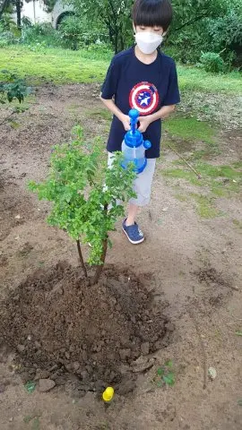 Tree Plantation 2020 – International