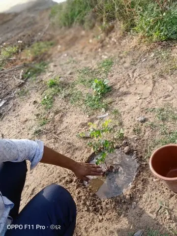 Tree Plantation 2020 – Maharashtra