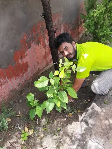 Tree Plantation 2020 – Punjab