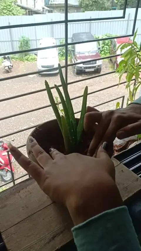Tree Plantation 2021 – Mumbai – Head Office
