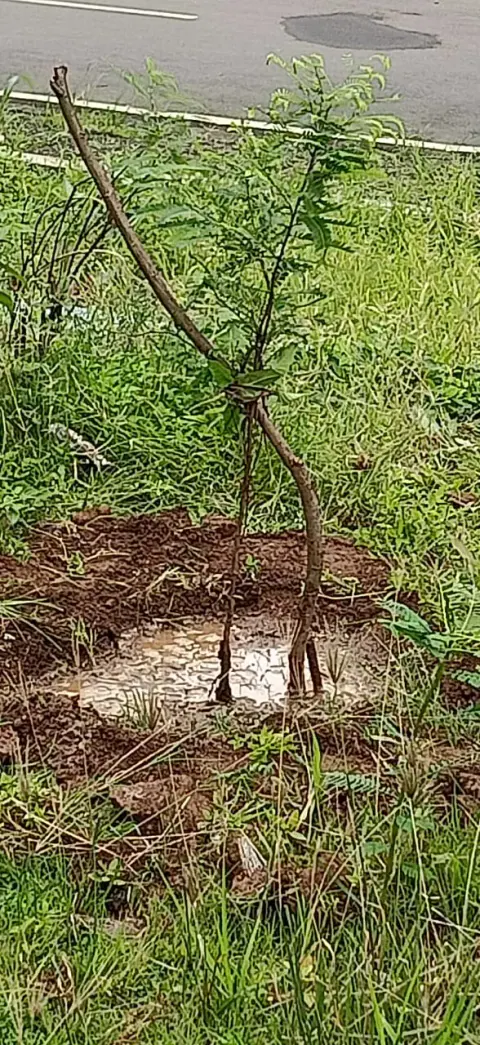 Tree Plantation 2021 – Mumbai – Head Office