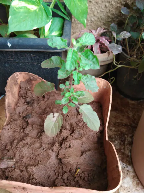 Tree Plantation 2021 – Mumbai – Head Office