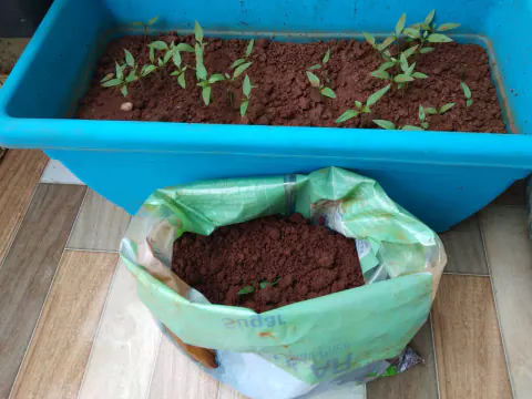 Tree Plantation 2021 – Mumbai – Head Office