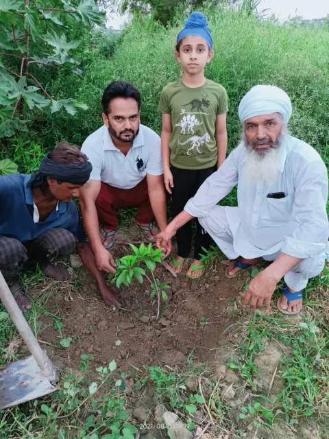 Tree Plantation 2021 – Punjab