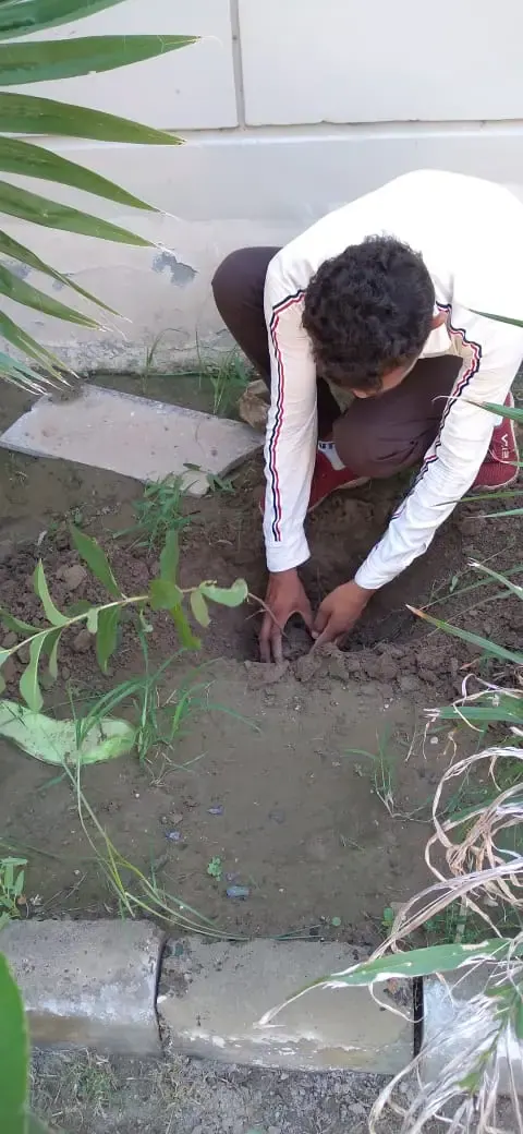 Tree Plantation 2021 – Punjab