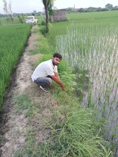 Tree Plantation 2021 – Punjab
