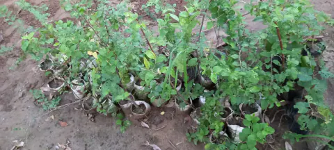 Tree Plantation 2021 – Punjab