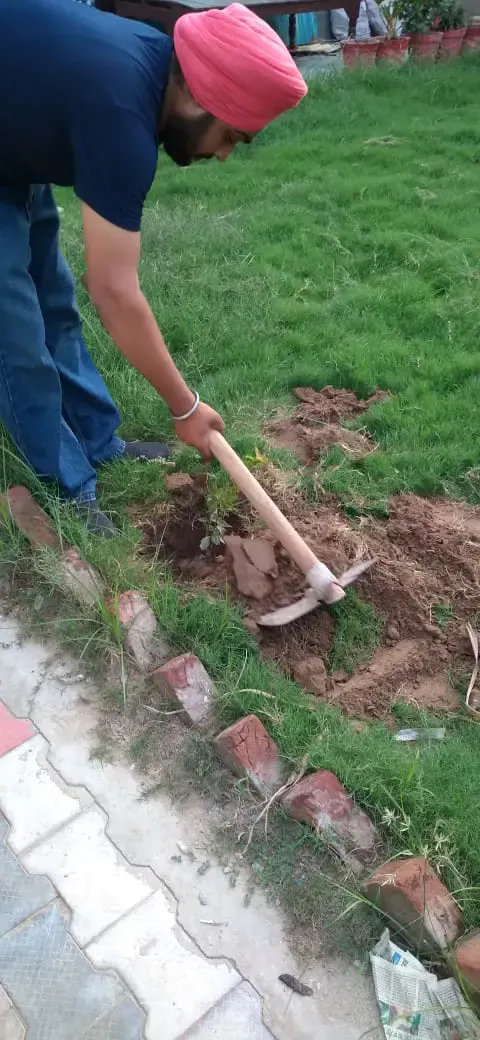 Tree Plantation 2021 – Punjab