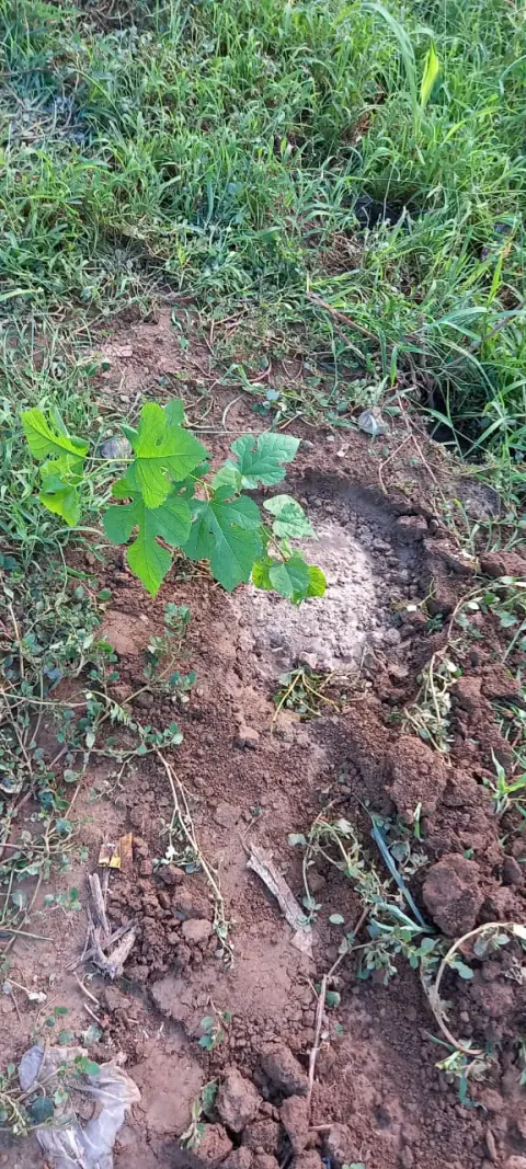 Tree Plantation 2021 – Punjab